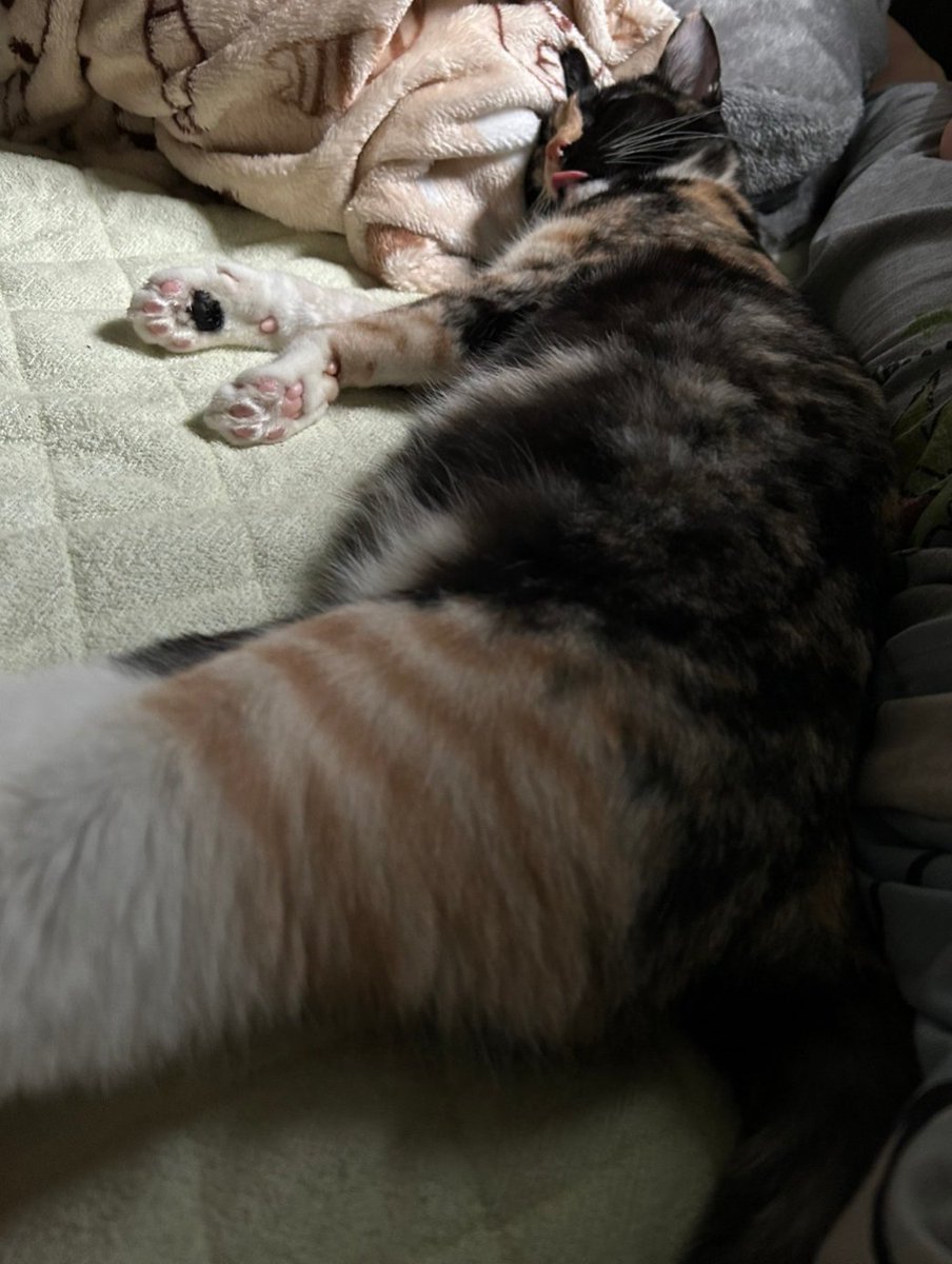 sed0922's tweet photo. うちの姫が本日1歳になりました。
保護猫なので正確な誕生日は不明ですが獣医さんの見立です。
大きくなったね。
いつも幸せをくれてありがとう。
#保護猫 #サビ猫 #名前はわさびです https://t.co/9yBOLrVysB