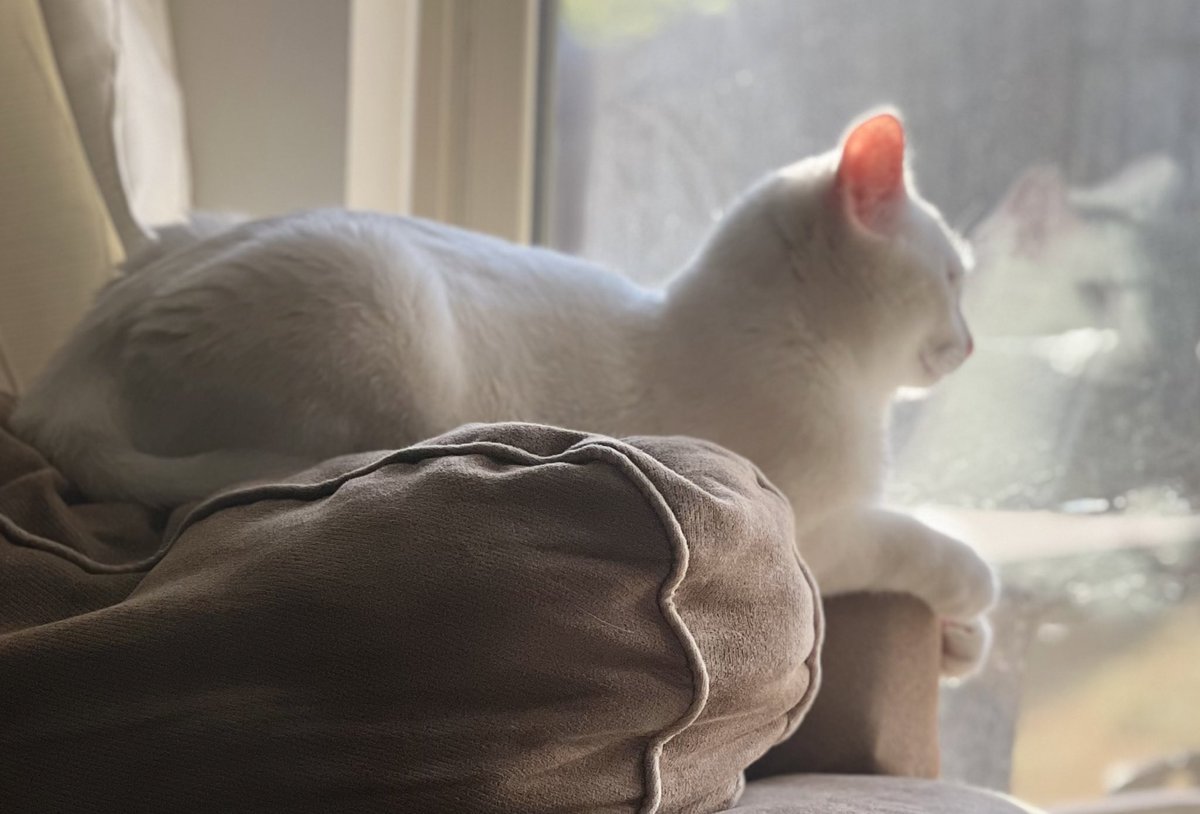 Three days ago our beautiful kitty passed in the middle of the night due to what the vet thinks was heart disease.  We love you and miss you Gojo, please rest well sweet baby. 🩵