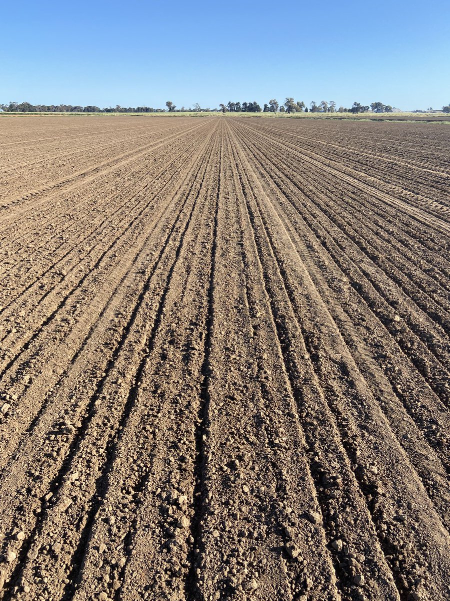 Growers first year drill sowing #rice. V071, post first flush + 🌧️ and 3 way mix applied. Excited to follow their journey through the season <a href="/ricegrowers/">RGA</a> <a href="/RiceExtension/">Rice Extension</a> <a href="/SeftonAg/">Sefton Agronomics</a>
