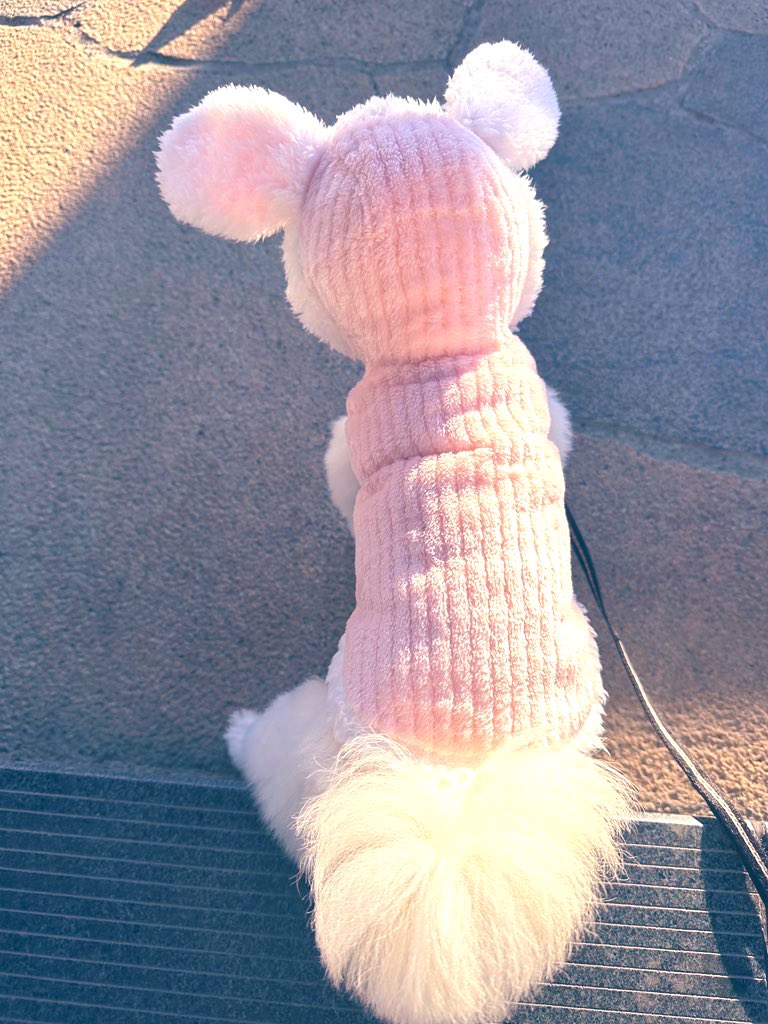 CandychanX's tweet image. だんだん寒くなってきた      #ShellieMay