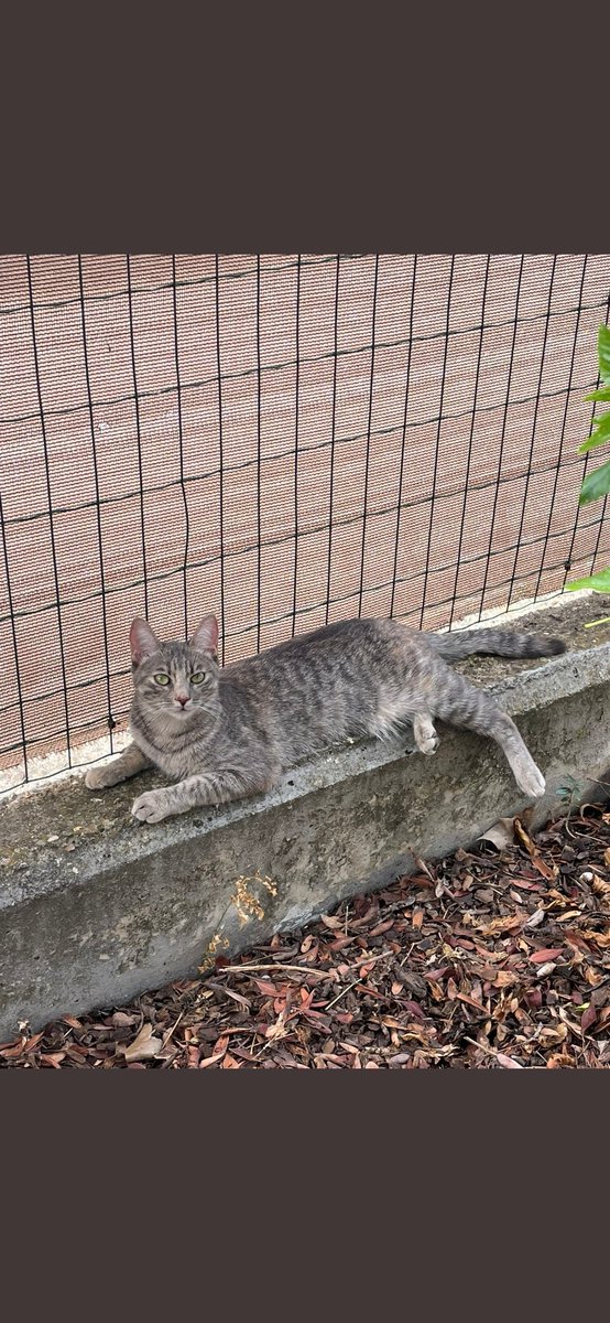 Tomares. Zona Aljamar Zaudín
Perdida Nymeria, gata atigrada sin chip ni collar. ¿Alguien la ha visto o la ha recogido?
<a href="/EmergenciasT/">Emergencias Tomares</a> <a href="/PCTomares/">Protección Civil Tomares</a>