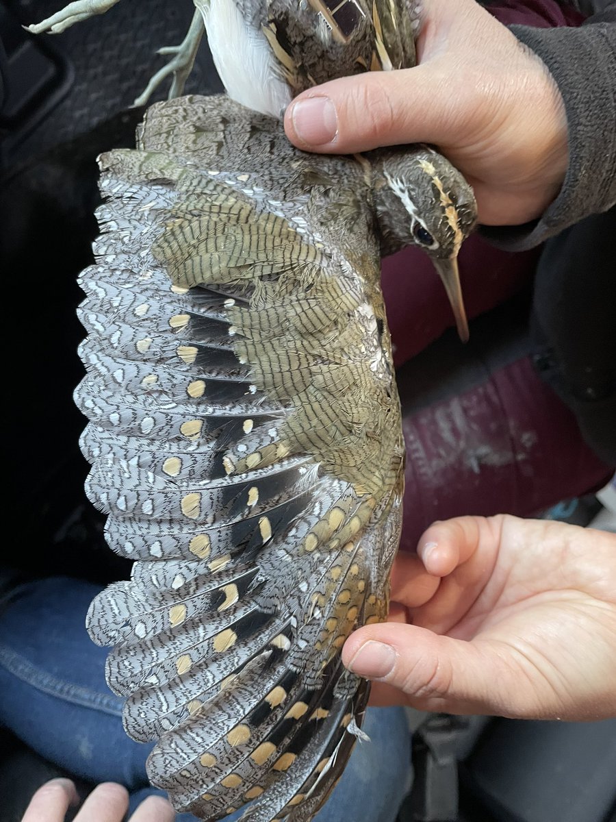 TrackingAPSnipe's tweet image. WE JUST GOT ONE! It is our absolute pleasure to introduce GLORIA, the first ever Australian Painted-snipe to be tracked. Thanks to EnviroKey.com.au for the sponsorship and to all who’ve helped make this possible. More to come …