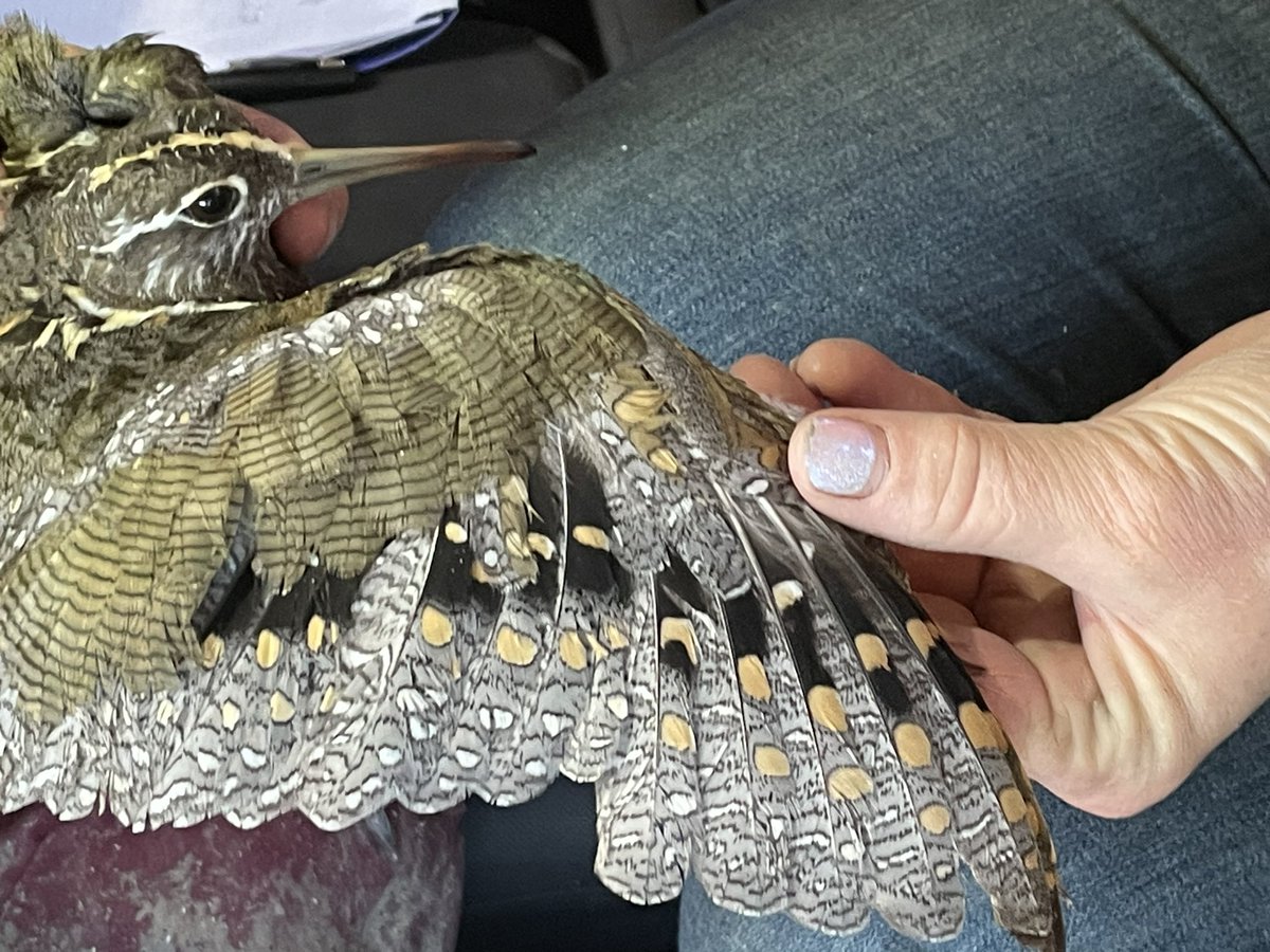 TrackingAPSnipe's tweet image. WE JUST GOT ONE! It is our absolute pleasure to introduce GLORIA, the first ever Australian Painted-snipe to be tracked. Thanks to EnviroKey.com.au for the sponsorship and to all who’ve helped make this possible. More to come …
