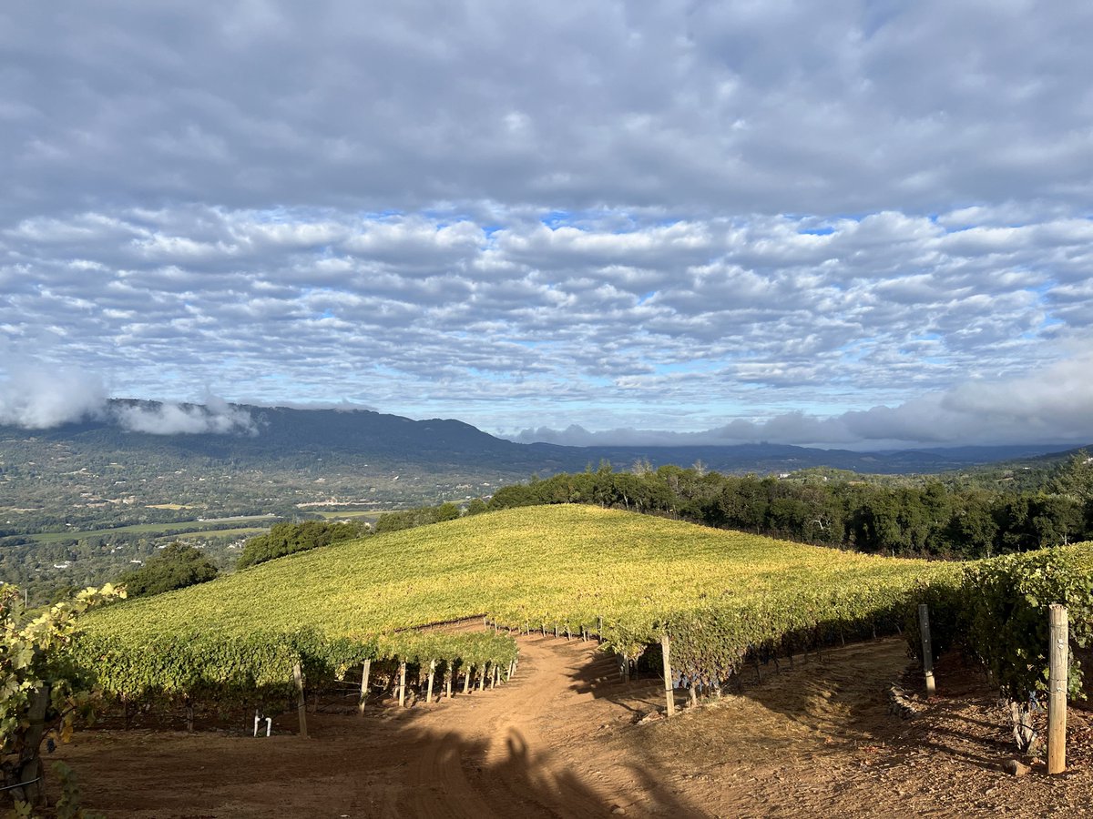 Schug Winery tweet media