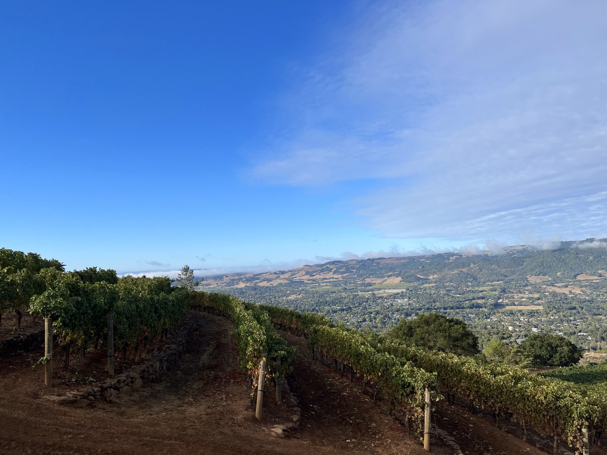 Schug Winery tweet media