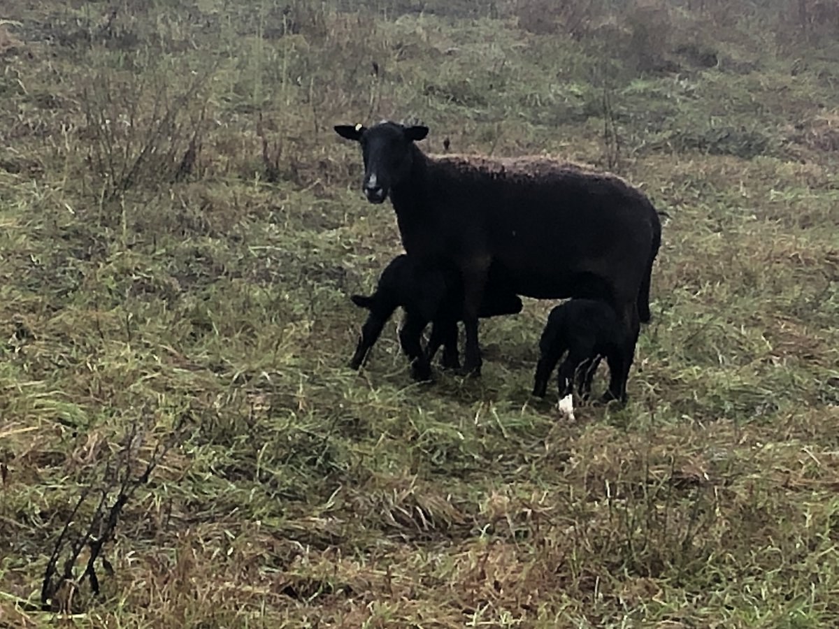 woodleighfarms's tweet photo. A pleasant surprise to the flock, twins arrived on pasture yesterday! Sheep are loving their late season feed. Pasture-raised, rotationally grazed! @OntarioSoilCrop @FarmersClimate @SoilNetwork #LETSTALKSOIL https://t.co/ZD9p5AkmmT