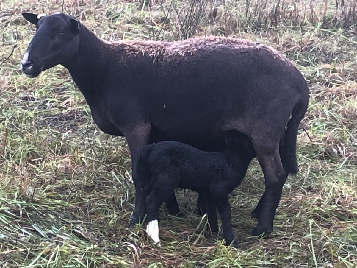 woodleighfarms's tweet photo. A pleasant surprise to the flock, twins arrived on pasture yesterday! Sheep are loving their late season feed. Pasture-raised, rotationally grazed! @OntarioSoilCrop @FarmersClimate @SoilNetwork #LETSTALKSOIL https://t.co/ZD9p5AkmmT