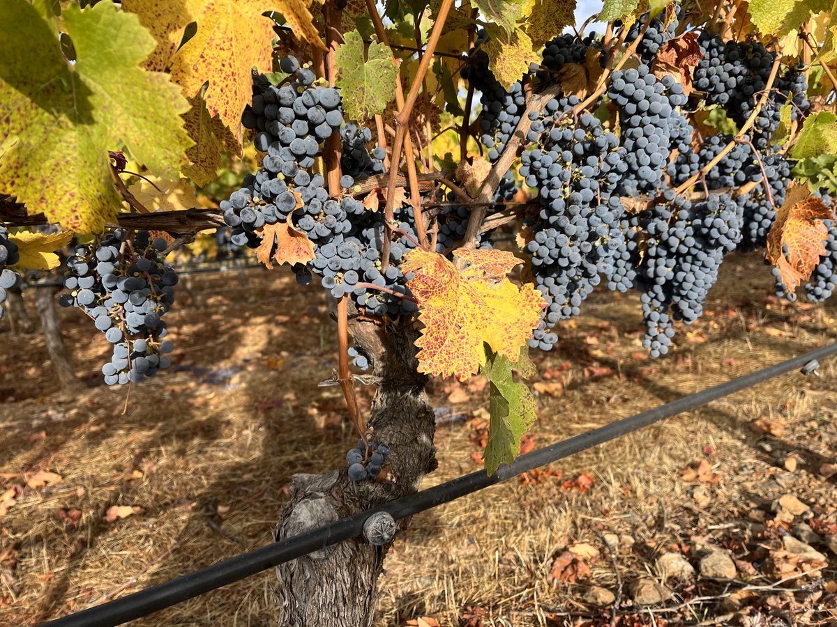 Schug Winery tweet media