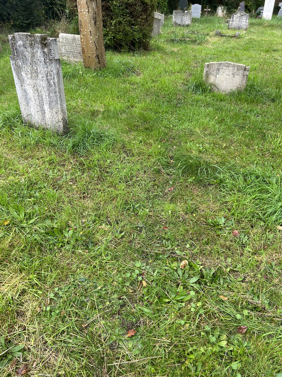 Conecclesia's tweet photo. A cone and a cat path #catpath. Some @BinFederation too https://t.co/UBoI8X4XPX