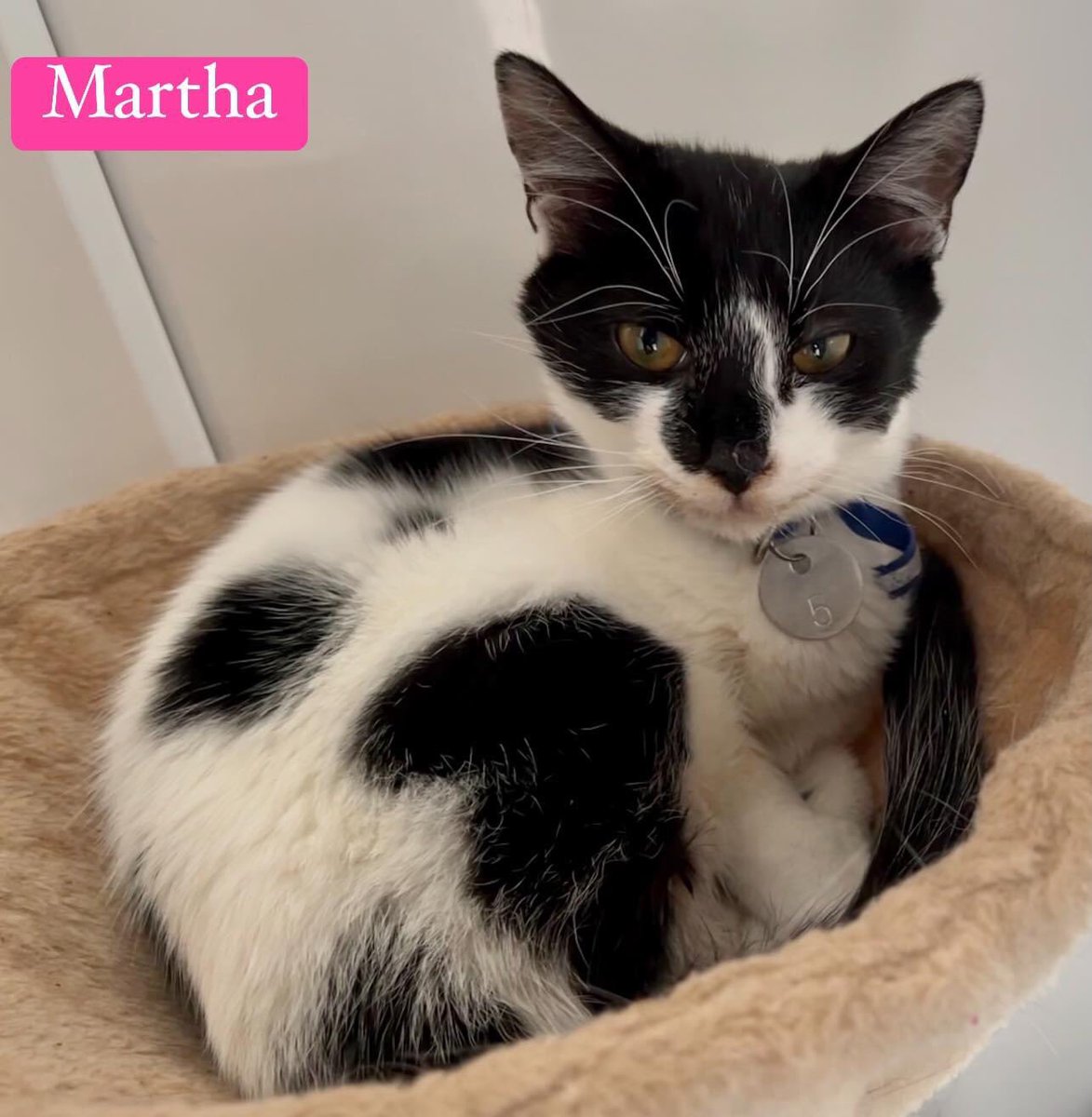 New Start Cat Rescue💜🐾 tweet media