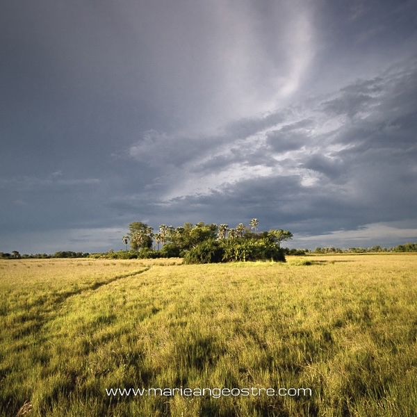 🇫🇷 [English below] Quand vous rentrez au camp de base après une journée bien chargée, et que l'orage menace sur le delta de l'Okavango, au Botswana. La savane, un bosquet, le rayon de soleil au bon moment !

👉  Le Botswana sur mon blog de voyages (créé en 2004) : www.marieange