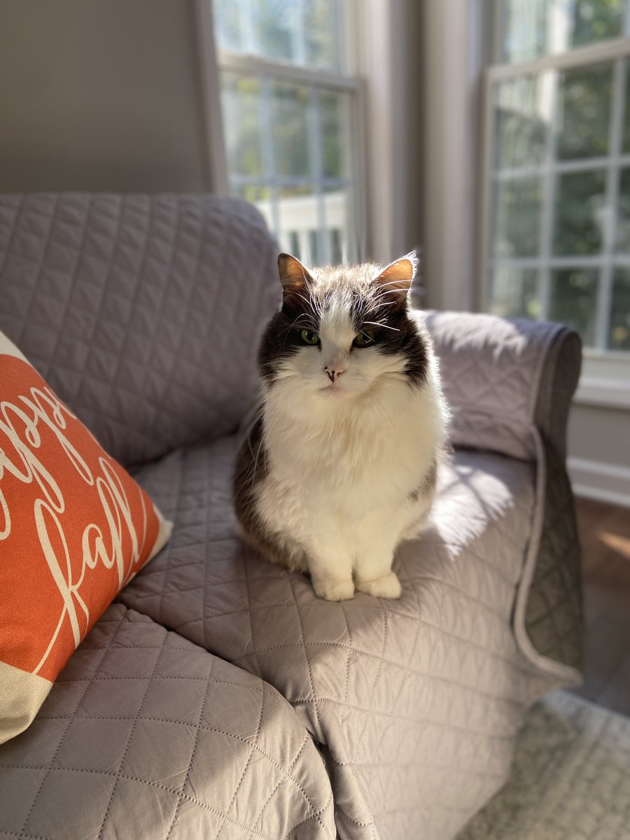 Miranda_BossCat's tweet photo. It me 🍁🎃😺
#HappyCaturday
#Caturday https://t.co/MlXePmbjnx