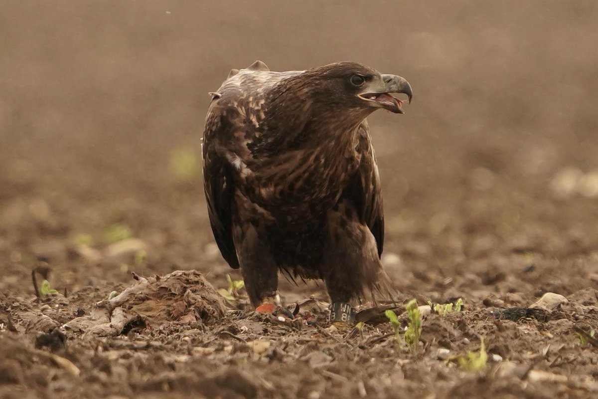 Very large Wild Danish Brown bird with white tail seen in Suffolk today. 
Black tag WN88

#TwitterNatureCommunity <a href="/BBCSpringwatch/">BBC Springwatch</a> <a href="/BBCCountryfile/">BBC Countryfile</a> @BBCWildlifePOTD <a href="/Natures_Voice/">RSPB</a> <a href="/SonyAlpha/">Sony | Alpha</a> <a href="/WildlifeMag/">BBC Wildlife</a>
#Eagle <a href="/The_Barker_Boys/">The Barker Boys</a>
