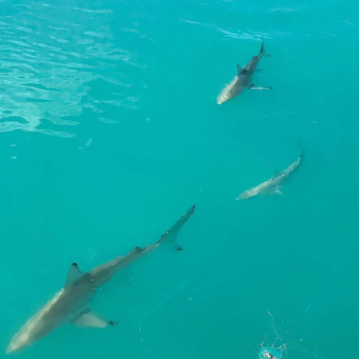 One of these is not like the other. Can anyone identify both species? 

They were spotted in channels of mangrove forests in The Bahamas.
〰️〰️〰️
📸: @gbrllozada 

#shark #sharks #questionoftheday #lovesharks #savesharks #joinus #babyshark #marinebiology #saltlife #sealife