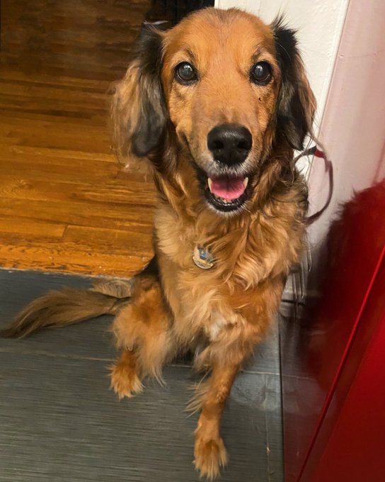 This is my pack. Pips is accident prone and Luna is geriatric.  Both of them have needed emergency and/or<a href="/tag/jordancon"class="tags"><span>#jordancon</span></a><a href="/tag/jordancon2024"class="tags"><span>#jordancon2024</span></a>