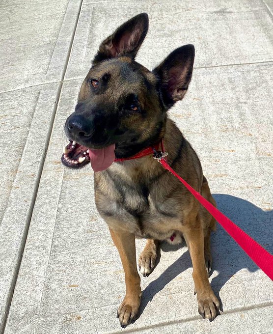 This is my pack. Pips is accident prone and Luna is geriatric.  Both of them have needed emergency and/or<a href="/tag/jordancon"class="tags"><span>#jordancon</span></a><a href="/tag/jordancon2024"class="tags"><span>#jordancon2024</span></a>