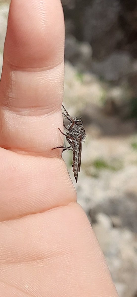 Annette Hall tweet media