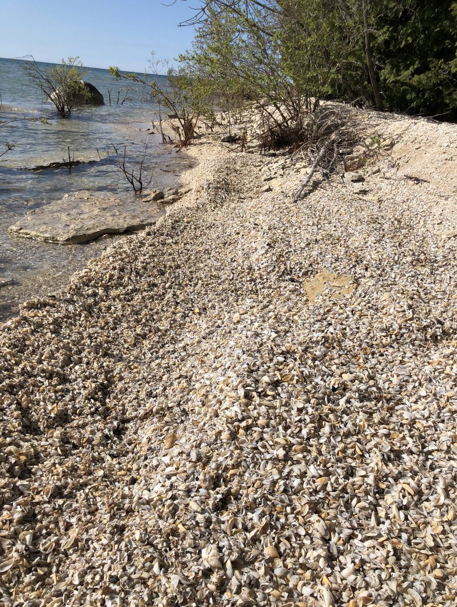 LakeMichigan13's tweet photo. But these #quaggas are wrecking my bottom, shore and food chain #GreatLakes https://t.co/5QdNdyu6w4