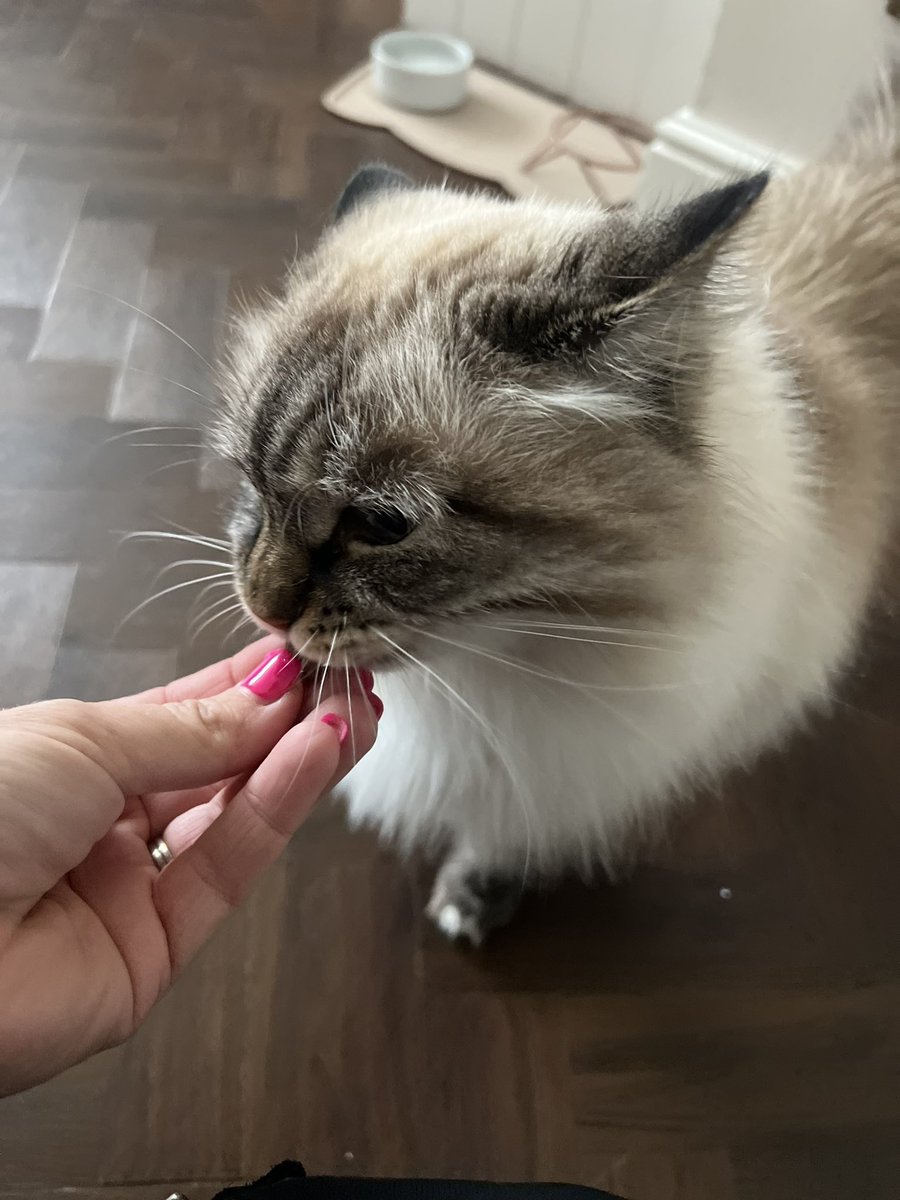 Weekend shenanigans!!!! ❤️ As you know, It’s not just dogs we cater for, SuPaw Nanny is on hand to take care of all the animals in the family - be they Bark, Meow, Neigh, Oink, Croak, Squeak, Chirp or Quack! Luna, Margot, Mouse, and Poppy have all received 
SuPaw-Visits today!