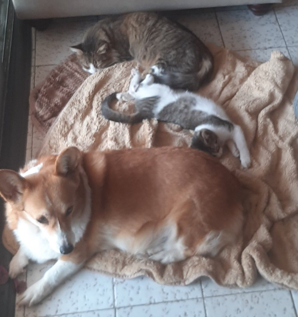 amomicorgi's tweet photo. #FelizSabado  compartiendo espacio #amomicorgi #petlovers  #CorgiCrew https://t.co/xj3XooIMl1