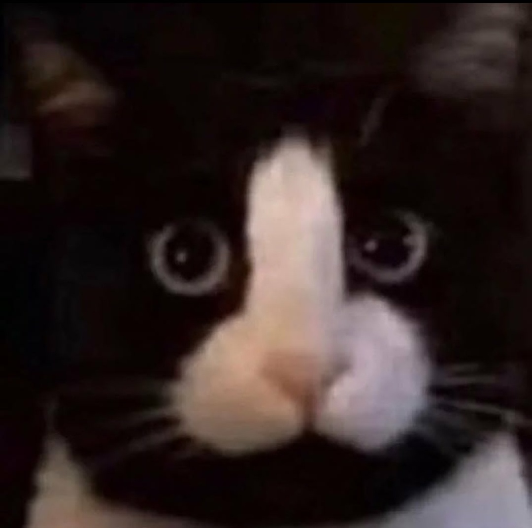 cats with powerful impression 🐾 tweet media