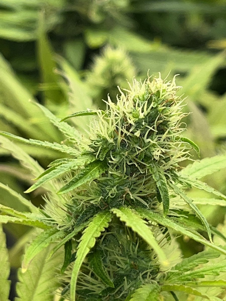 Whowaa's tweet image. Starting a # on #MarsMade

Looking back to flowers made under @MarsHydroLight  

Feel free to add your own 👊🏼💯💚