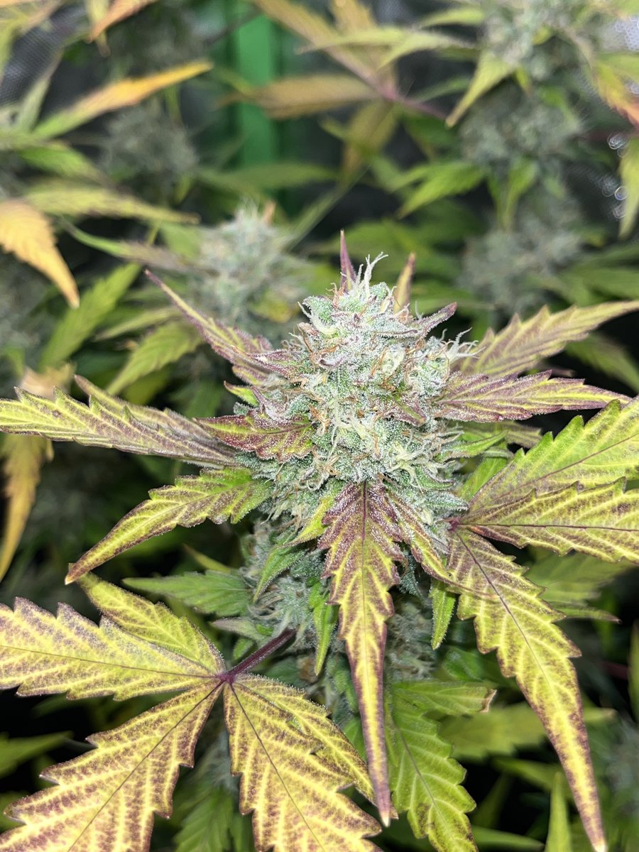 Whowaa's tweet image. Starting a # on #MarsMade

Looking back to flowers made under @MarsHydroLight  

Feel free to add your own 👊🏼💯💚