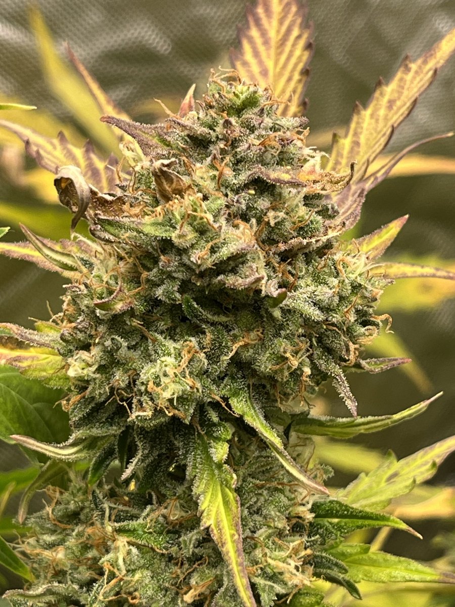 Whowaa's tweet image. Starting a # on #MarsMade

Looking back to flowers made under @MarsHydroLight  

Feel free to add your own 👊🏼💯💚