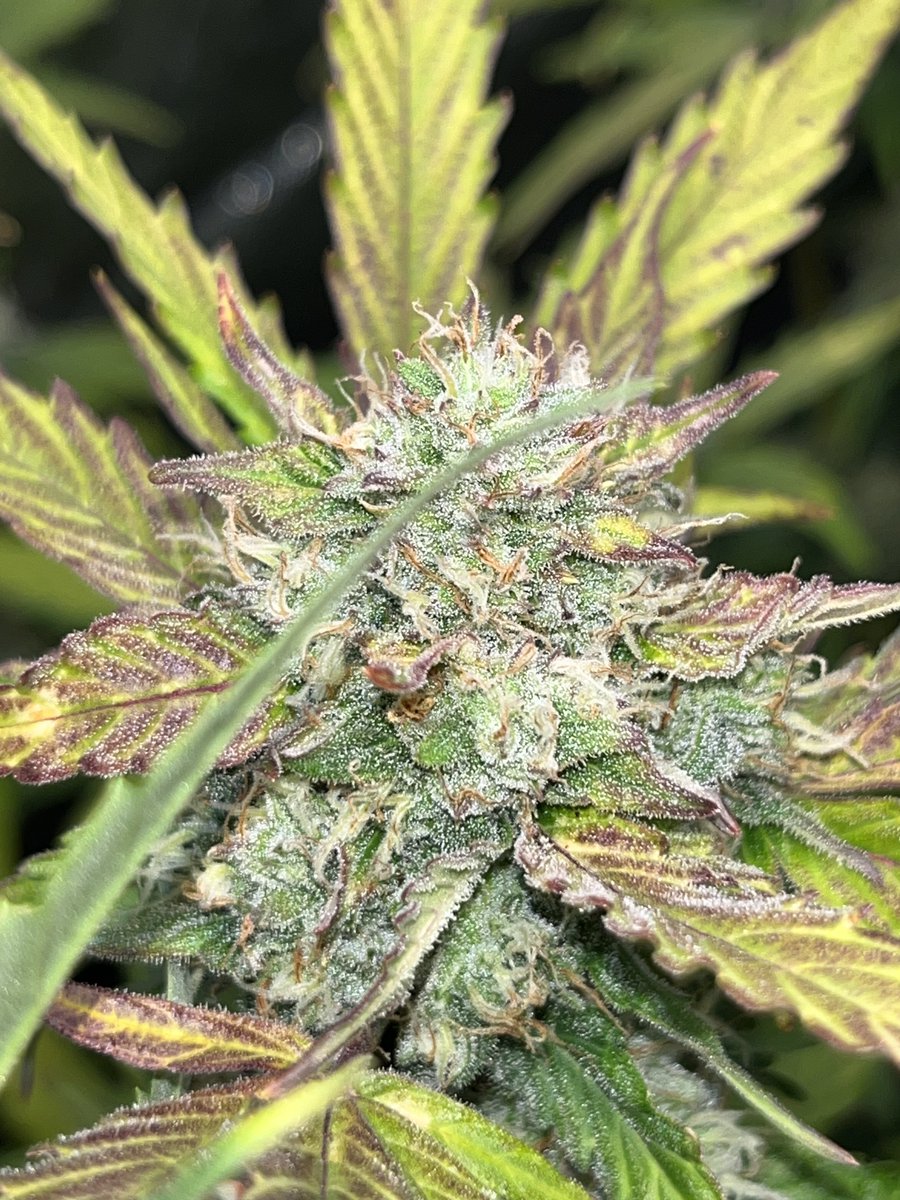 Whowaa's tweet image. Starting a # on #MarsMade

Looking back to flowers made under @MarsHydroLight  

Feel free to add your own 👊🏼💯💚