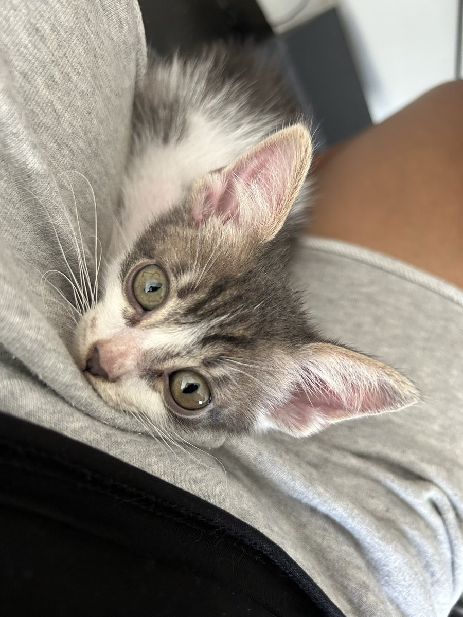 Un michi adoptado es un michi feliz