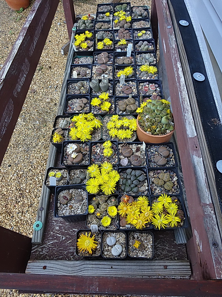 Looking Back!   Here is a photo of my Lithops collection in October 2018, before downsizing.  My lithops stayed outside, under a rain protection plastic topped stand, until night temps dropped below  4.5 C  (40 F) and then they all came inside the house for the winter.