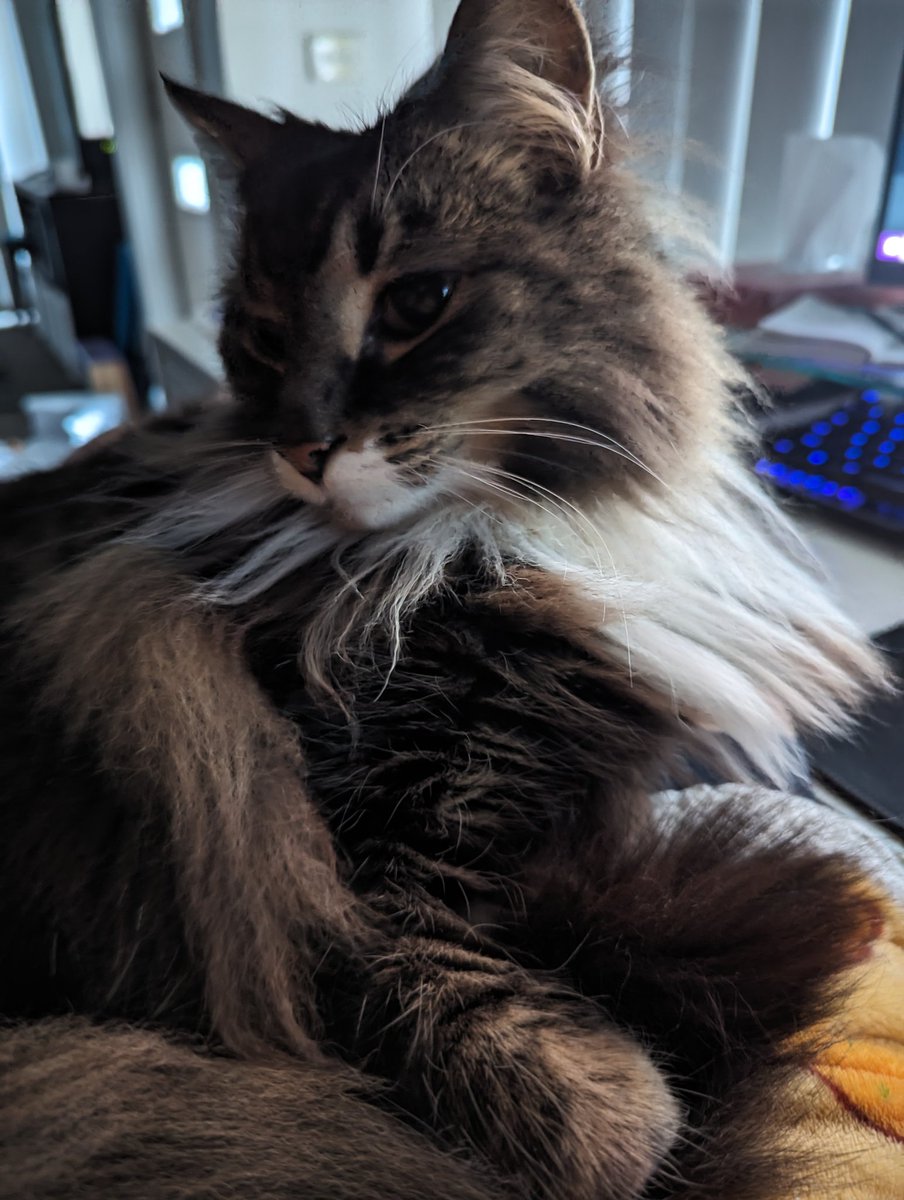 BlueFlamingoZZ's tweet photo. No stream today as it is date day~ 
Cat tax:. Milton posing like the poser he is https://t.co/95E8dfiYiz