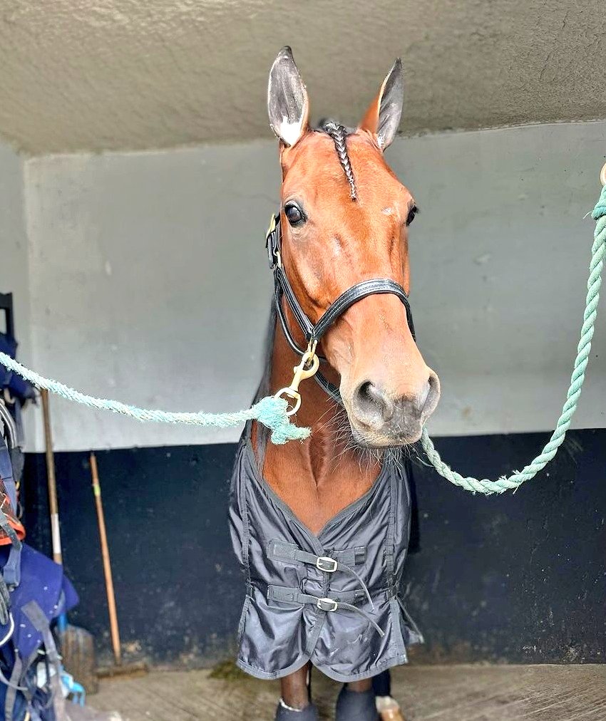 🇫🇷 Santos de Castella tog en fin andraplats värd 13 250 euro 💶 på Enghien. Eric Raffin skötte tömmarna, Stine sköter och äger gör Lars Bäckman, Håkan Matz, Mats Mellberg och Team Westholm 👏💚
