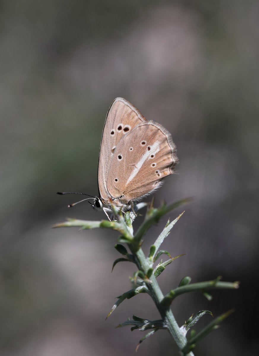 Mariposa_Nature's tweet photo. We're delighted this evening to formally confirm that there will be a donation made to the European Butterflies Group branch of @savebutterflies for every one of our butterfly tours that runs. We're proud to support butterfly research and conservation near and further from home. https://t.co/nGqwsyQ5b6