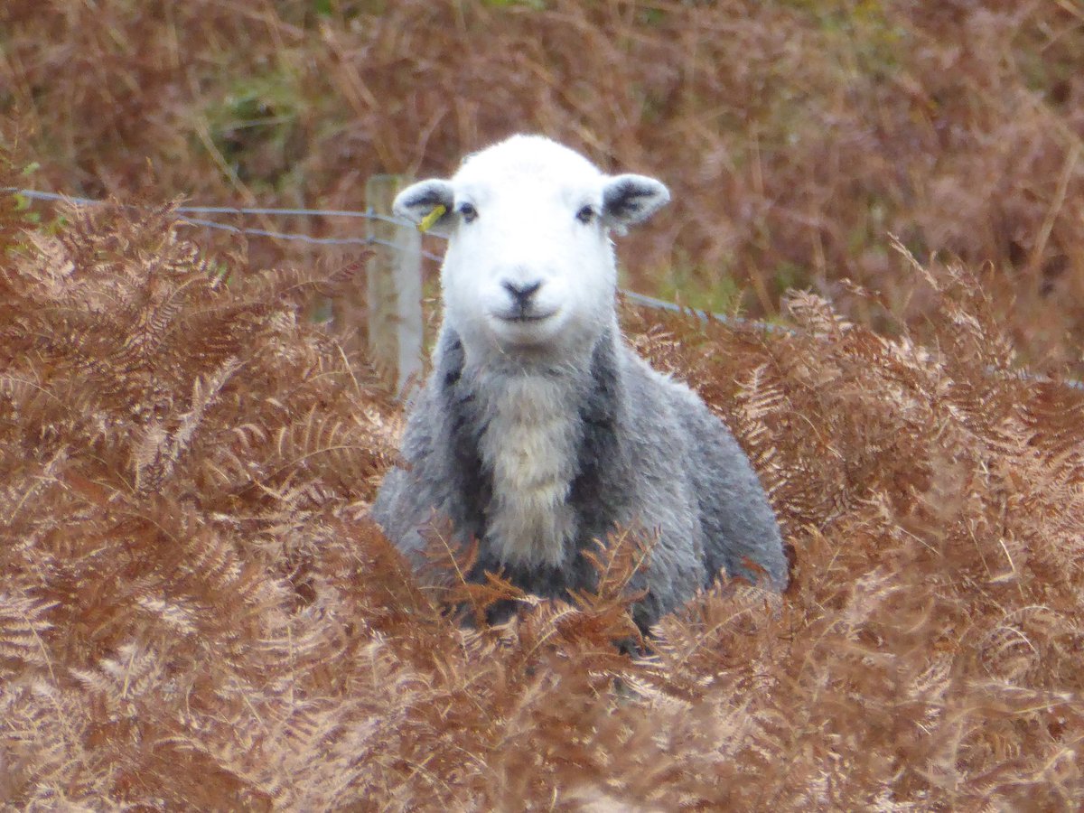Just popping up to say hello #herdwick #crofting #