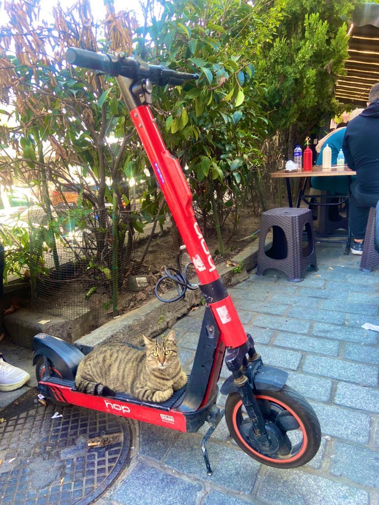 Kedilere aşığım çok fotojenik değiller miiii😂