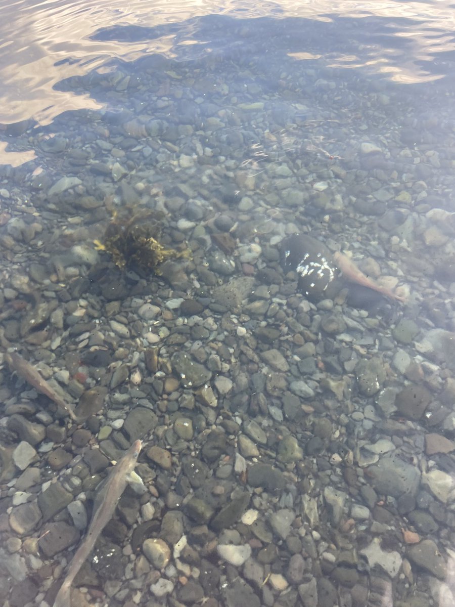 ml_valliant's tweet image. Another busy&amp;amp;successful summer field season with 50 more tagged juvenile #Atlanticcod🐟added to our #acousticsystem✔️‼️I joined @MFRI_Iceland on the annual shrimp survey to tag the last  juveniles for the summer &amp;amp; my PhD. Excited to offload movement&amp;amp;behaviour data in 2024! 🫧🐟🔬