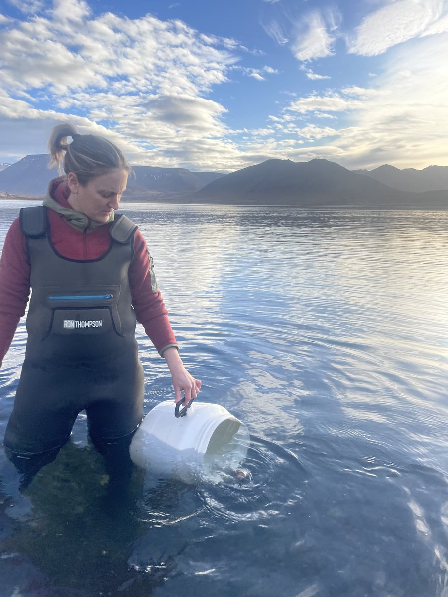 ml_valliant's tweet image. Another busy&amp;amp;successful summer field season with 50 more tagged juvenile #Atlanticcod🐟added to our #acousticsystem✔️‼️I joined @MFRI_Iceland on the annual shrimp survey to tag the last  juveniles for the summer &amp;amp; my PhD. Excited to offload movement&amp;amp;behaviour data in 2024! 🫧🐟🔬