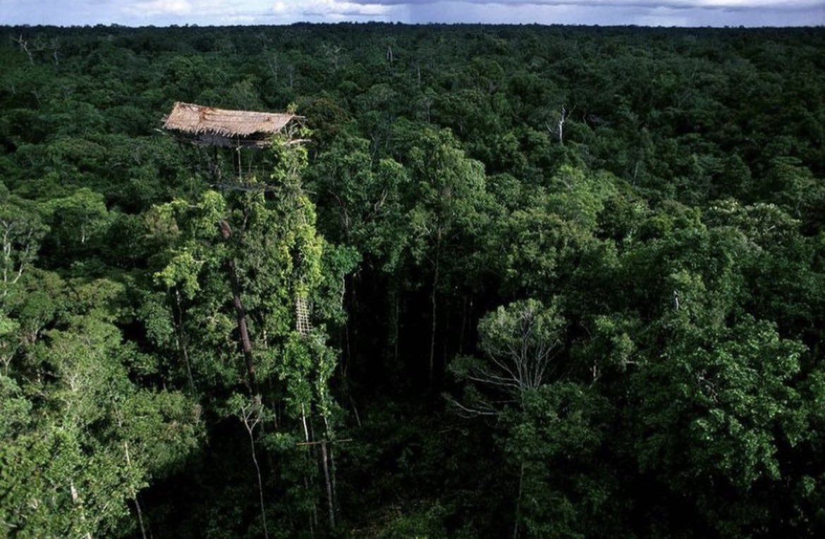 Abandoned indigenous house in Indonesia. Deep within the inaccessible jungle of the southeast Indonesian province of Papua lives the Korowai tribe, a clan totally isolated from the rest of the world. They are hunter-gatherers living in a small society of traditional family ties
