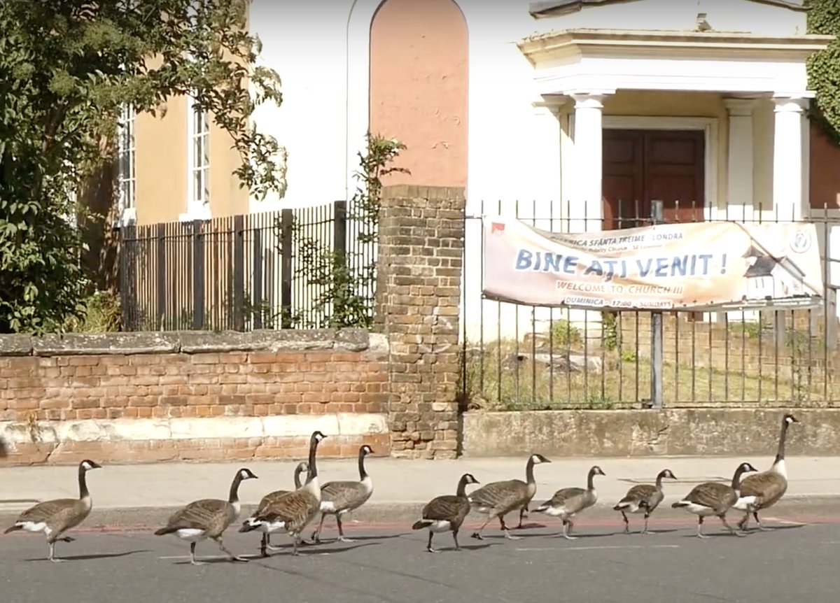 ***BIG NEWS***

Our warehouse where we’ve been based since we opened 11 years ago is re-locating.

Please spread the word &amp; do come and visit us in our new home. We are particularly excited about having the Homebase geese as our neighbours!

All donations to New Hope from 8 Nov.