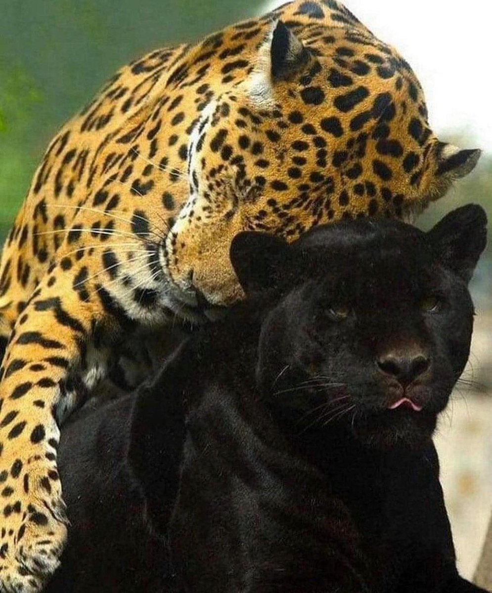 ARTIFAXING (@pedestrian) on Twitter photo 