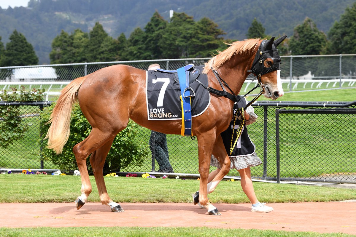 Bloodstock's tweet photo. The delightful DEBBI HARRI (2yo filly by Vespa) before her debut third yesterday at Trentham Gardens.
Debbi Harri shares something in common with fellow Challenge fillies JENNIFER ECCLES and ENRAPTURED - all were selected as foals.

https://t.co/SVnKCPJi5p https://t.co/GZ6ZnIK4g0