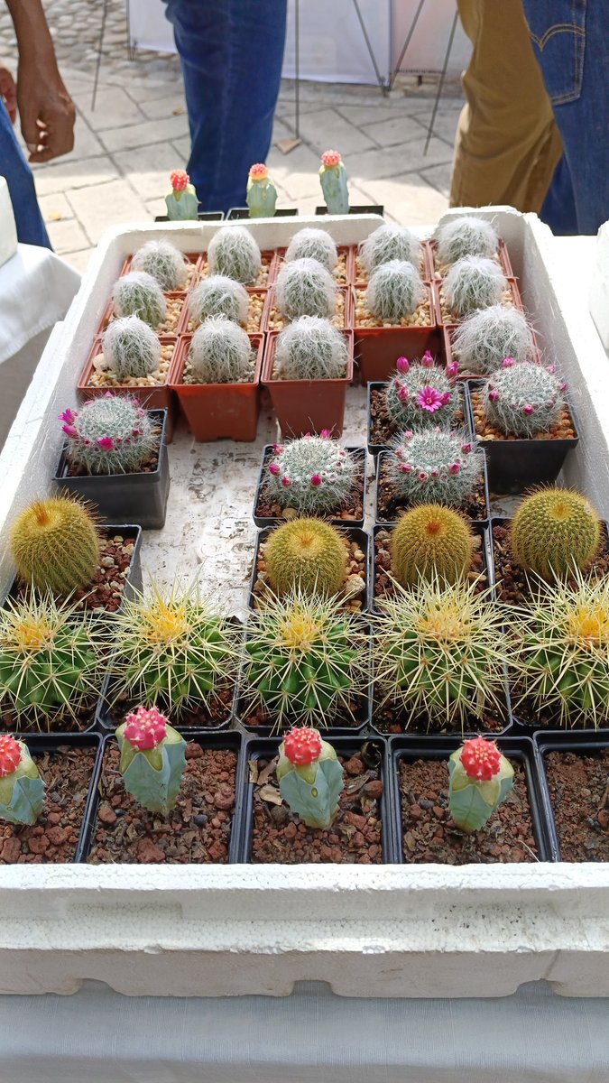 Recuerda que continuamos con la Expo Cactus en la explanada del Zócalo de Puente de Ixtla. 🌵 

Además podrás encontrar fertilizantes orgánicos, sustrato y macetas decoradas para tus plantas 🪴

Hoy último día, hasta las 18:00 horas 🌵
