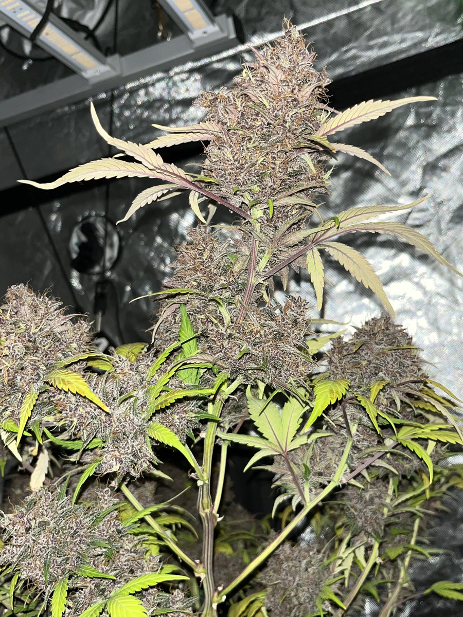 Whowaa's tweet image. #MarsMade 👊🏼💯💚