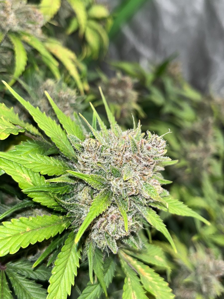 Whowaa's tweet image. #MarsMade 👊🏼💯💚