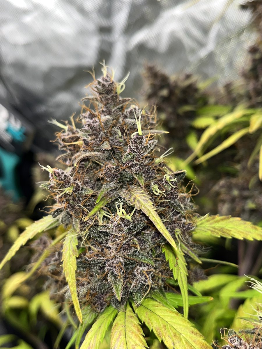 Whowaa's tweet image. #MarsMade 👊🏼💯💚