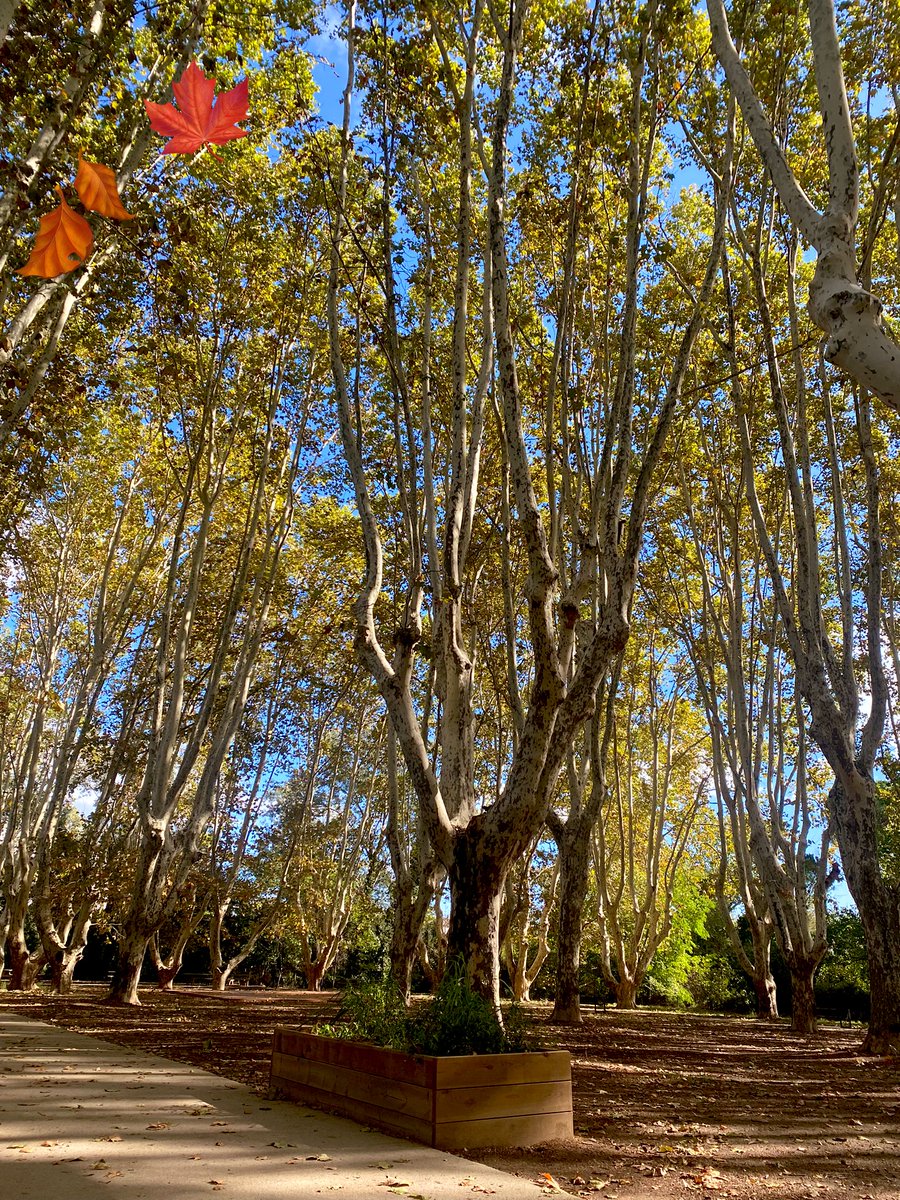 ManaleLeto's tweet image. Autumn weather 🍁