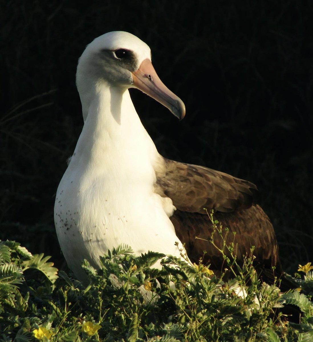 Selena Flores tweet media