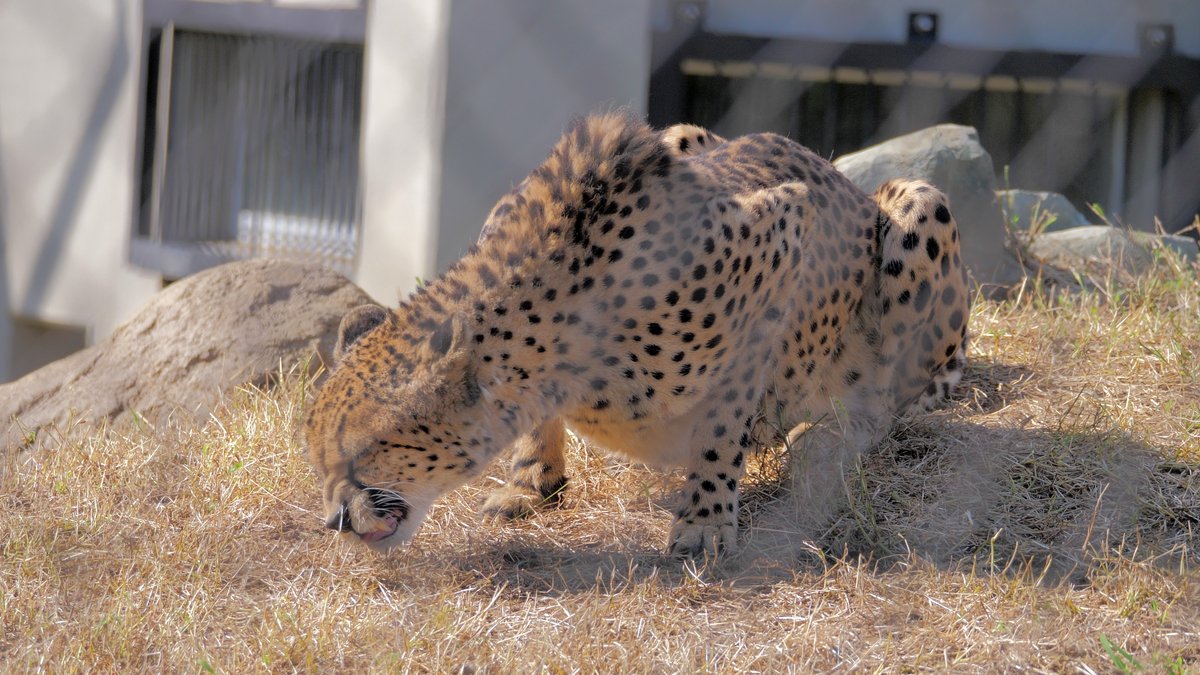 CheetahSuki's tweet photo. フレーメン反応中
📷2023.10.14
#ズラヤ #チーター #千葉市動物公園 #Cheeah https://t.co/PhPvaM6Eo7