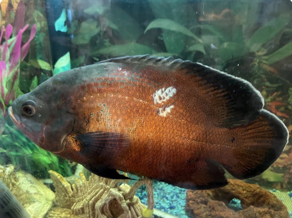 JackRussellBro2's tweet photo. Random HERD Fact!!!

Turkey is fish, ermmm ate his tank mates who are now known as the Giblets…

Hehehe bad Turkey

#JacksCharityPawty2023
@tine_theherd https://t.co/T5UM3FRhfY